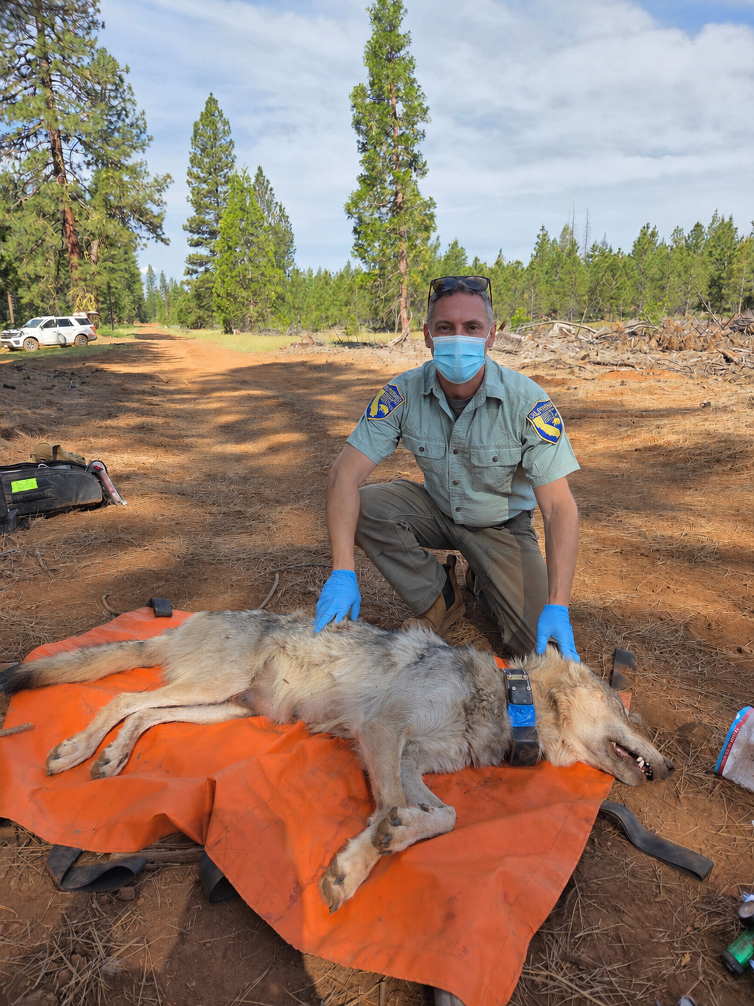 Collared wolf with biologist